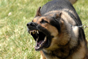 Rabies a kutyákban: mi a betegség veszélye?